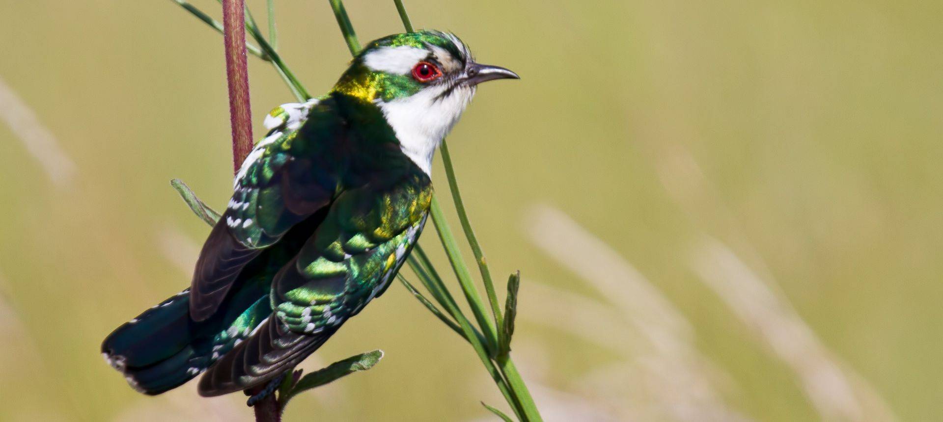 Diederick Cuckoo South Africa Shutterstock 130853390
