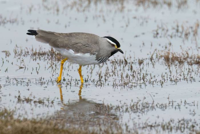 Spot-breasted Lapwing © Chris Griffin, November 2023