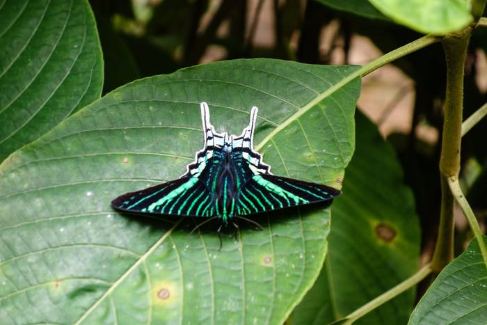 Green-banded urania, Madidi National Park, Bolivia