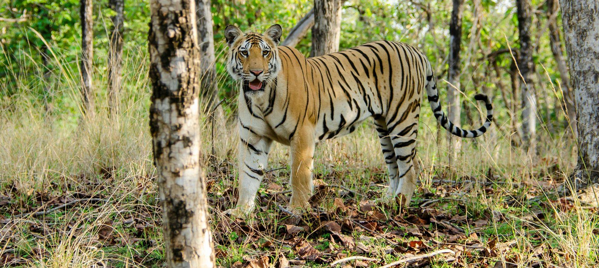 Tiger, Pench, India Shutterstock 1161956254