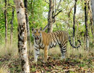 Unknown India - Tadoba & Satpura