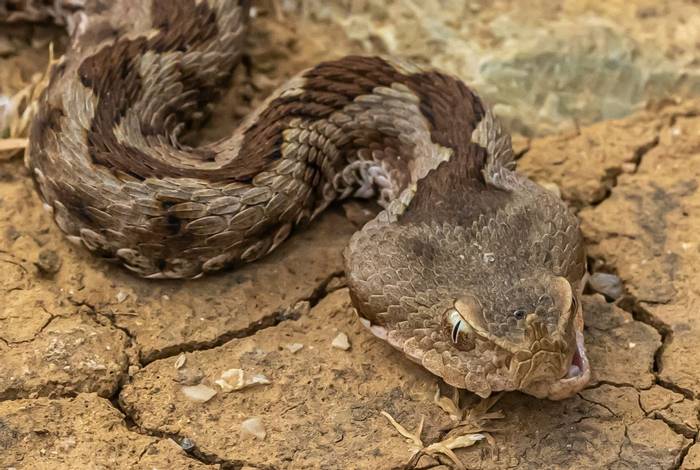 nose-horned viper