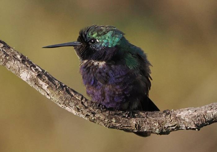 Hyacinth Visorbearer (Andy Foster)