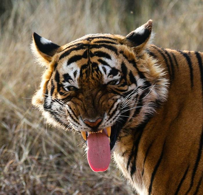 Royal Bengal Tiger - Ranthampore  (Neil Pont)