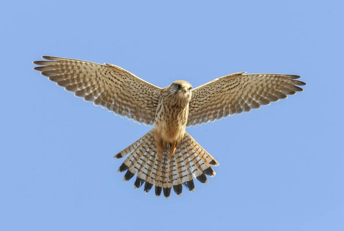 Norfolk Photography in Autumn with Kevin Elsby - Naturetrek