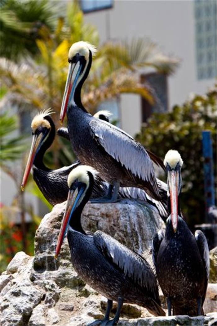 Peruvian Pelican (Mike and Karen Galtry)