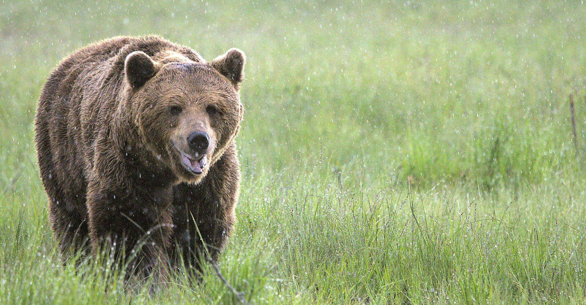 Finland's Mammals 2026: A Historic Night at the Hides