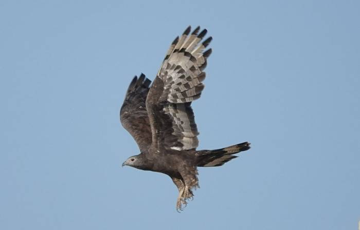 Oriental Honey Buzzard © Martin Pitt, January 2026 tour