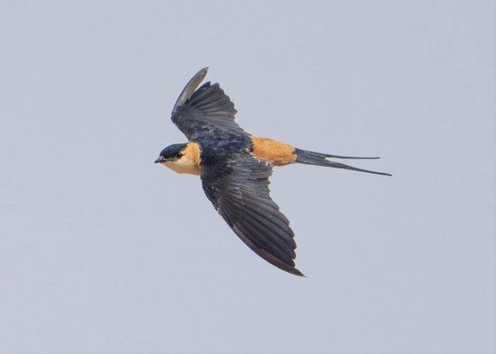 Red-rumped Swallow, Ian Curran.jpg