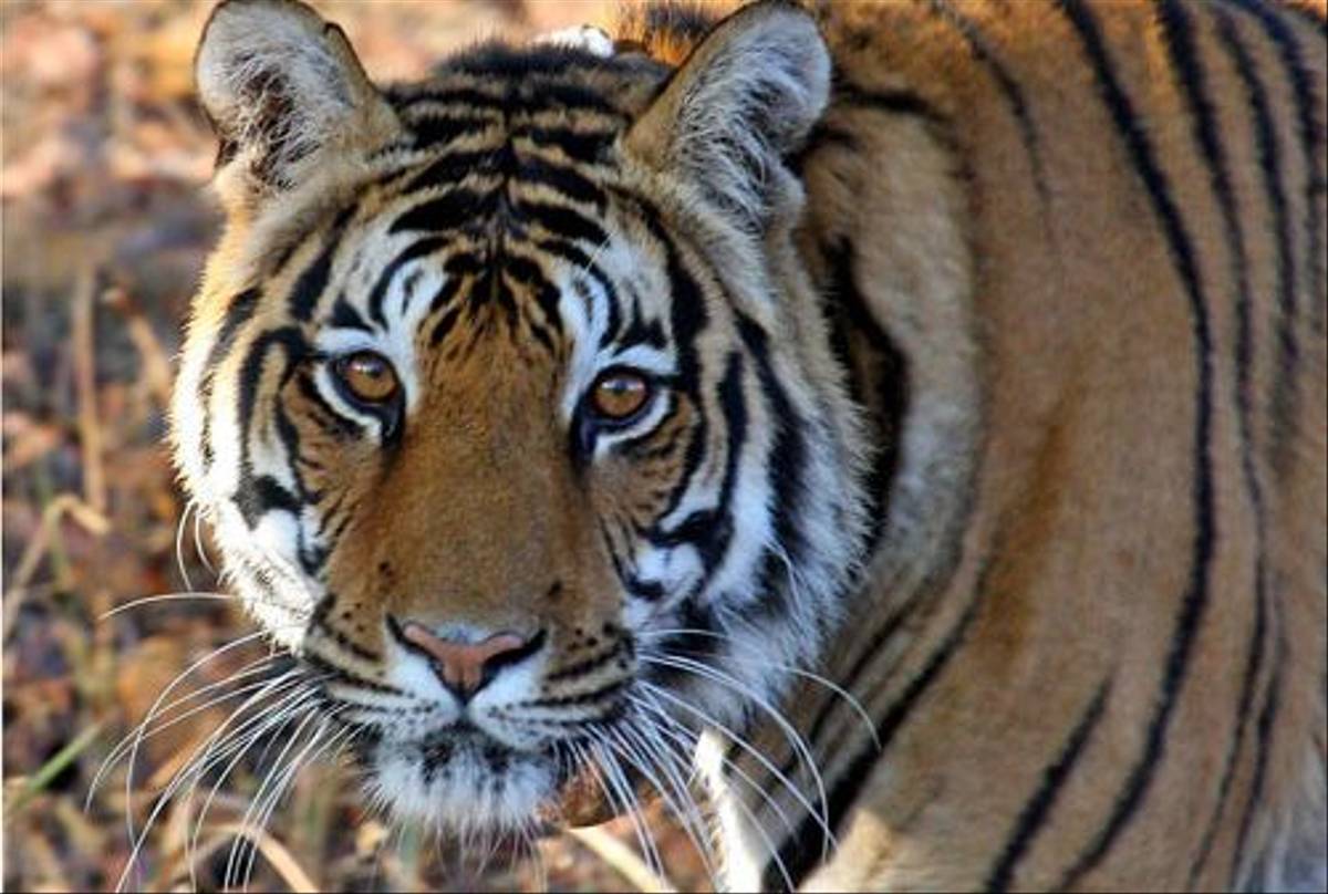Tiger (Michael Haley)