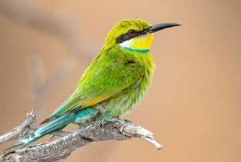 Swallow-tailed Bee-eater