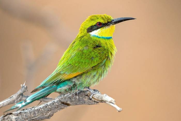 Swallow-tailed Bee-eater