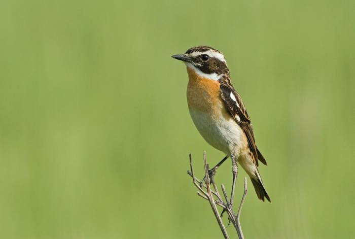 Whinchat