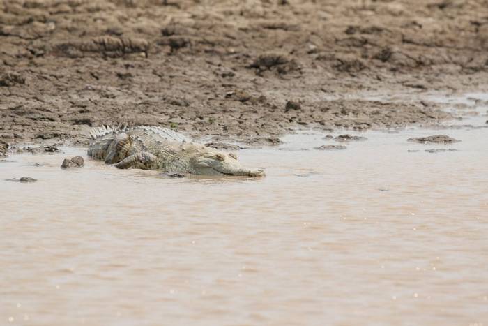 Orinoco Crocodile © Robin Smith