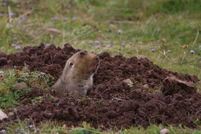 Giant Root Rat © Tim Young, November 2025 tour.JPG