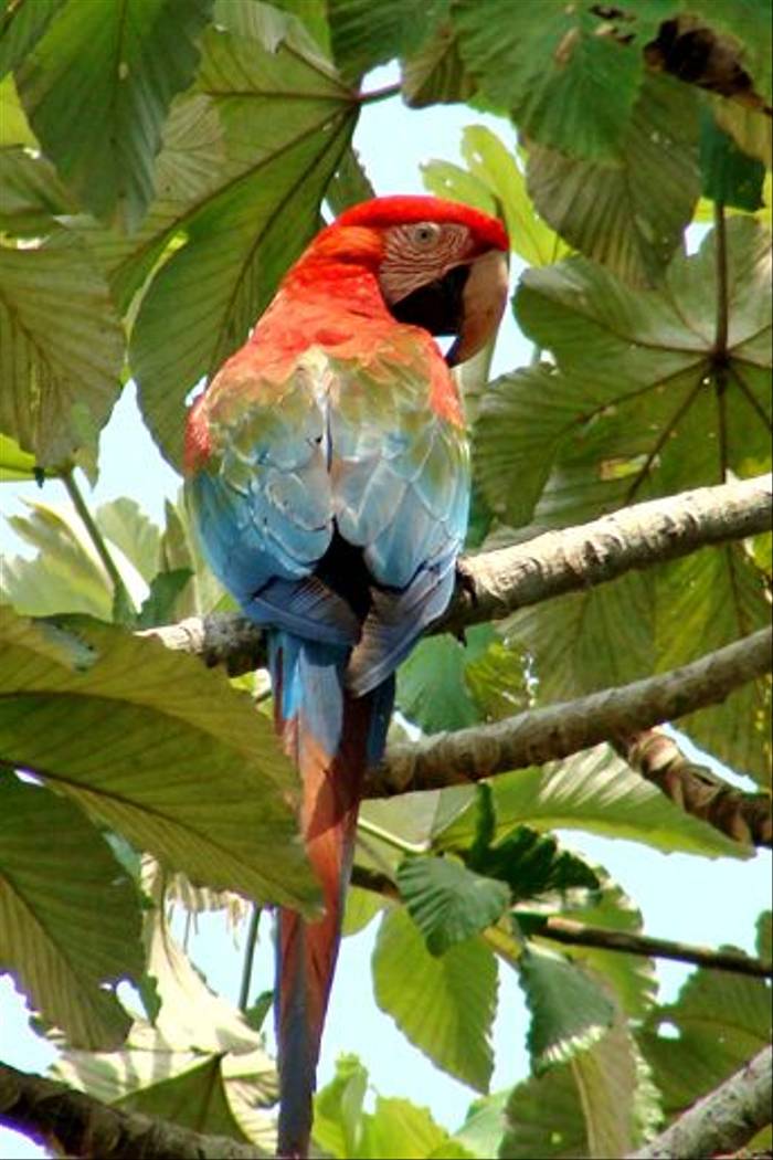 Red & Green Macaw (Kiera Griffin)