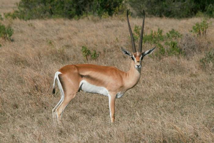 Bright’s Gazelle