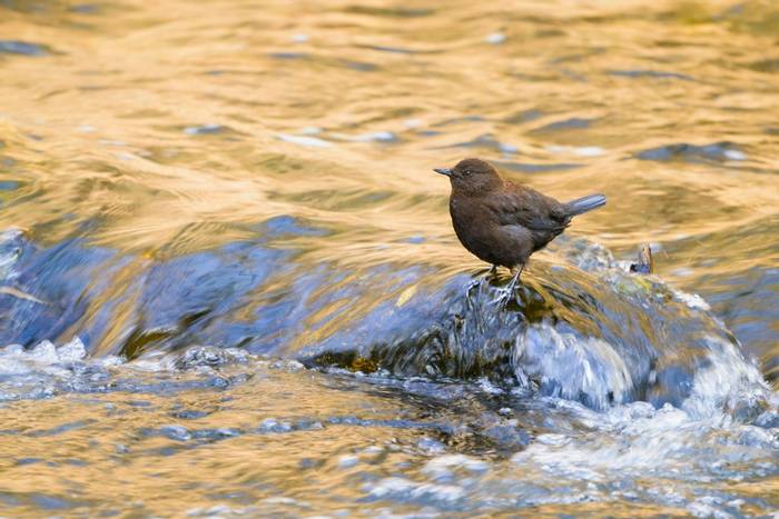 Brown Dipper