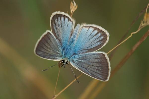 Damon Blue (Fernando Jubete) Image
