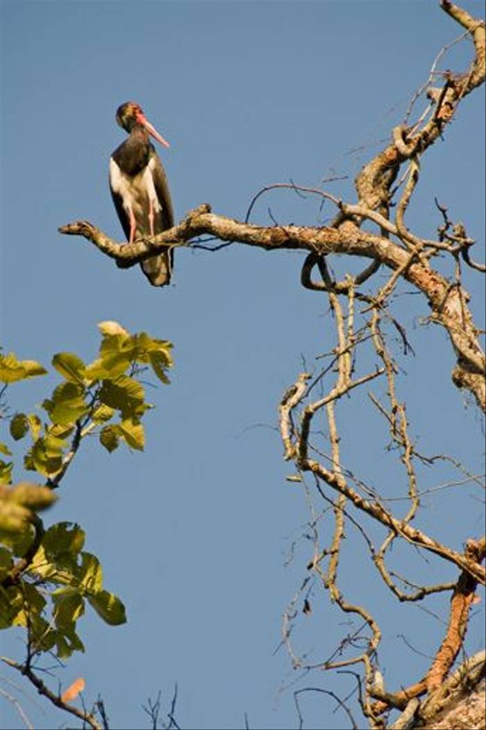Black Stork, Koshi Tappu Wildlife Reserve (Paul Stanbury)