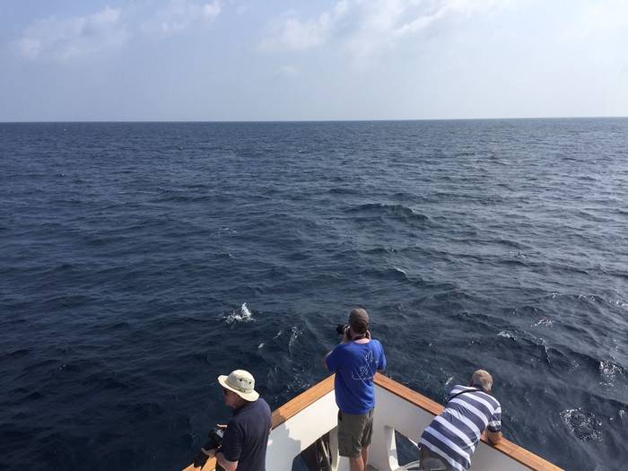 Watching dolphins on the bow