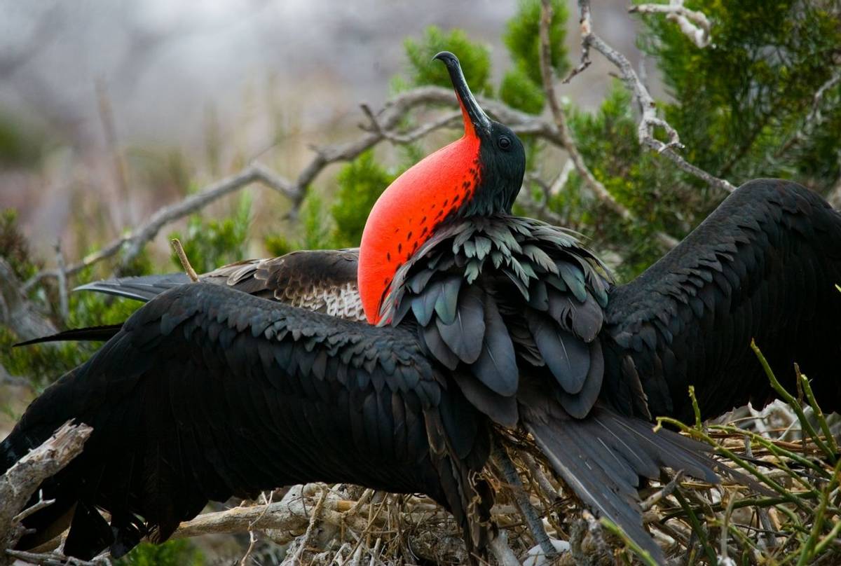 Frigatebird, Galapagos Shutterstock 332174129