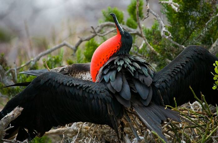 Frigatebird, Galapagos Shutterstock 332174129