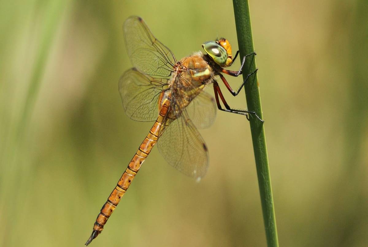 Norfolk Hawker (Marc Heath).jpg