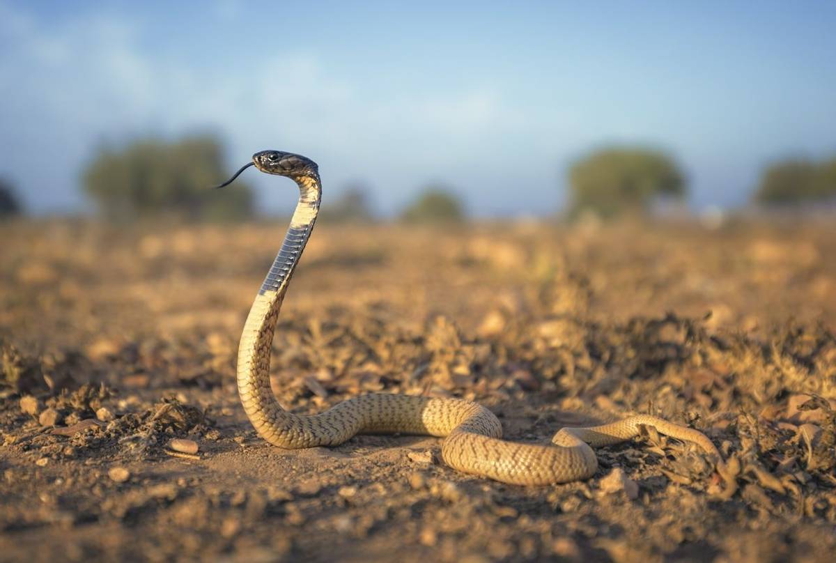 Egyptian Cobra (Naja haje)