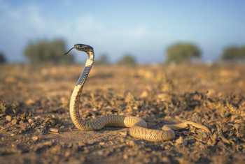 Egyptian Cobra (Naja haje)