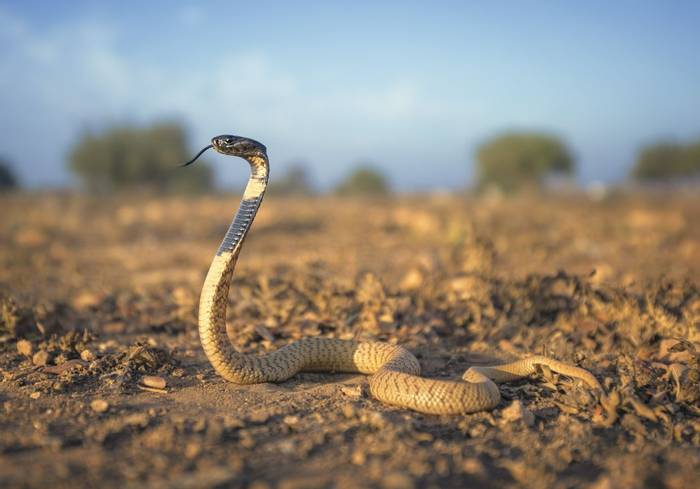 Egyptian Cobra (Naja haje)