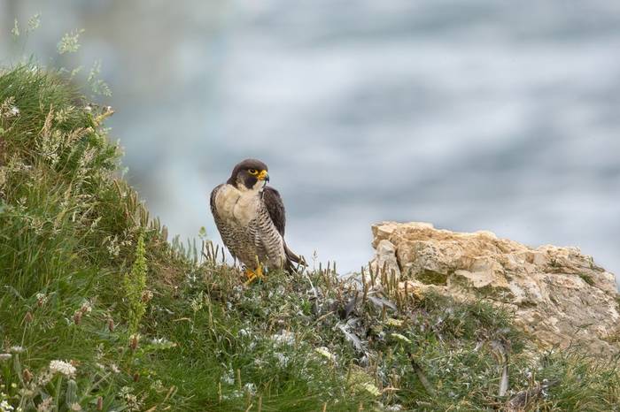 Peregrine Falcon shutterstock_445898920.jpg