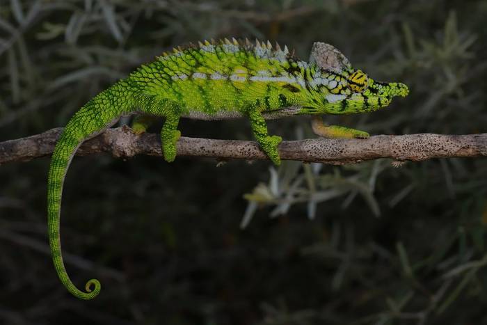 Antimena Chameleon (Furcifer antimena) male © Bobby and Laura Bok, March 2026