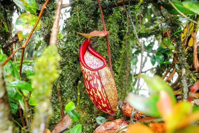 Pitcher Plant - (Nepenthes sp.)