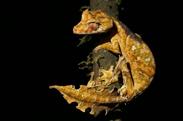 Satanic Leaf Tailed Gecko (Ryan M Bolton)