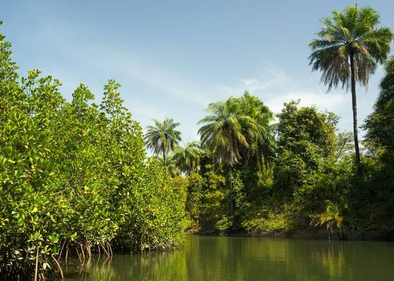 Holidays in The Gambia - Naturetrek