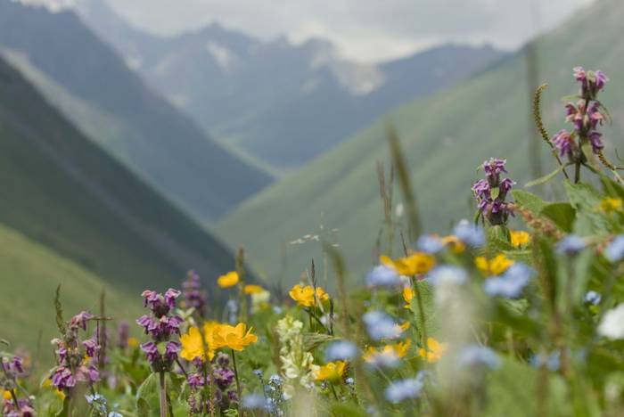 Wildflowers in Kyrgyzstan © Dan Kane, June 2025