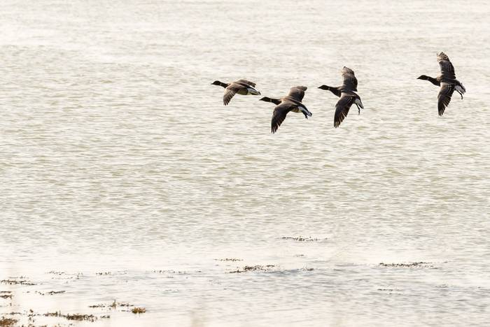 Brent Geese, Pagham Harbour, UK shutterstock_456613234.jpg