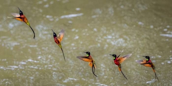 Scarlet Topaz (multiple exposure of one individual) © A J Bradshaw, March 2026 tour