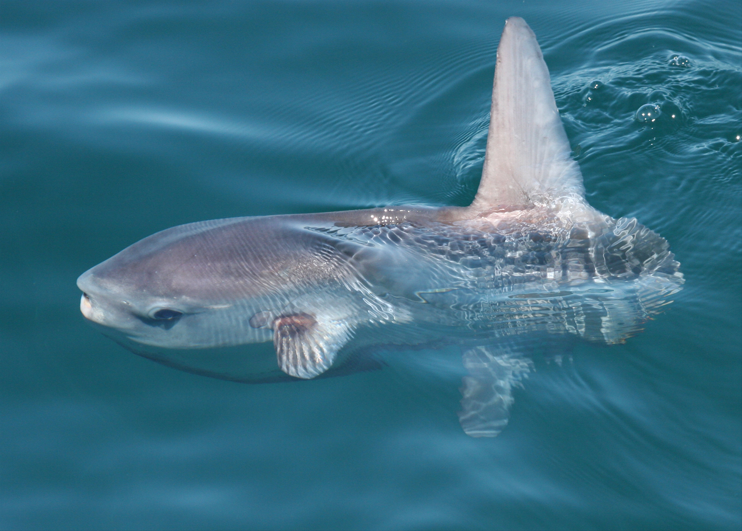 Ocean Sunfish © Tom Brereton Image
