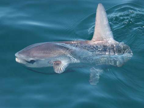 Ocean Sunfish © Tom Brereton Image