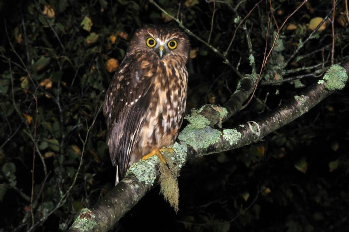 Morepork, New Zealand native owl shutterstock_173889323.jpg