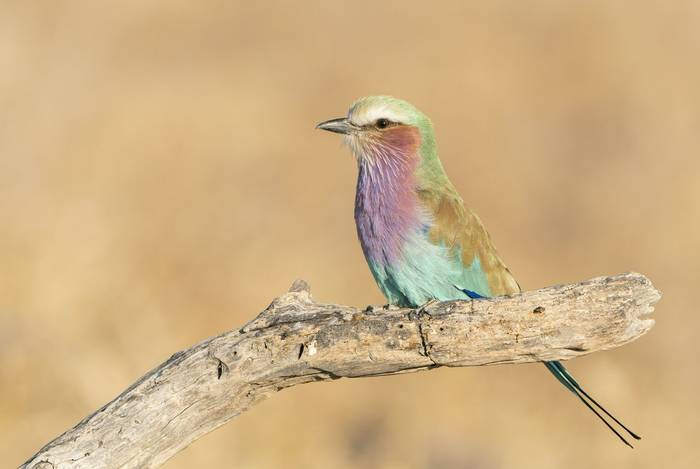 Lilac-breasted Roller by K Elsby.jpg