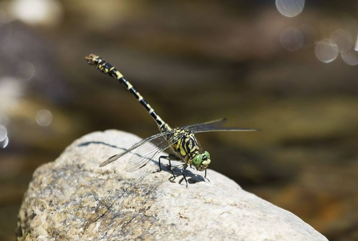 Balkan Golden-ringed Dragonfly, Bulgaria shutterstock_582602290.jpg