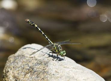 Bulgaria's Dragonflies