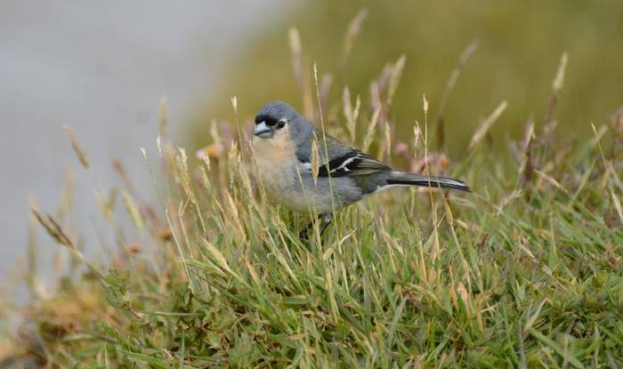 Azores Chaffinch (George Rutter)