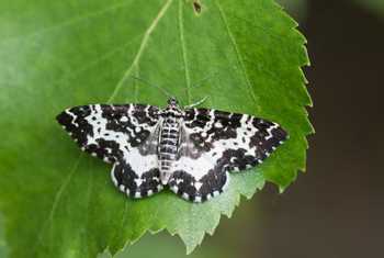 Argent and Sable Moth, Scotland shutterstock_1772721188.jpg