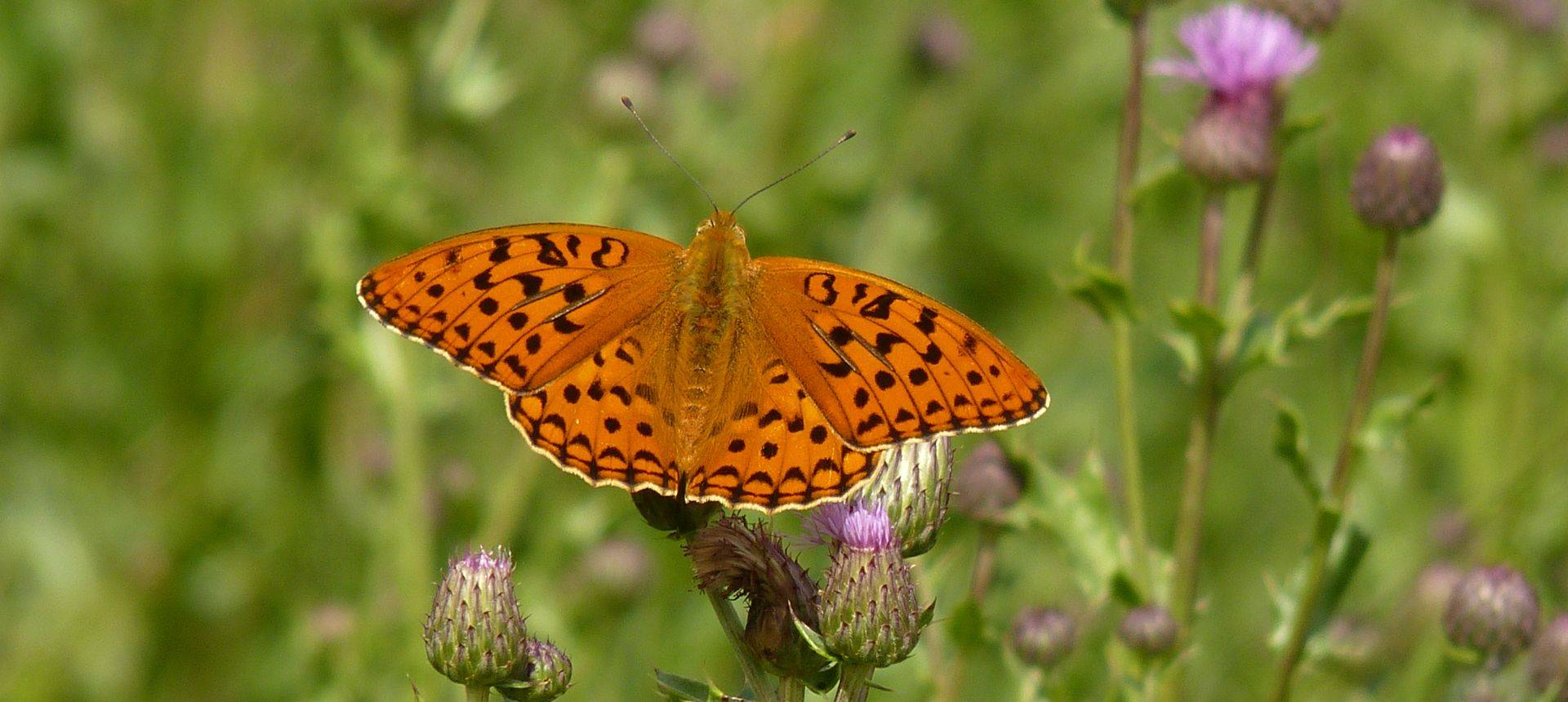 Argynnis Niobe 2011 6 16 Cevico Navero 017