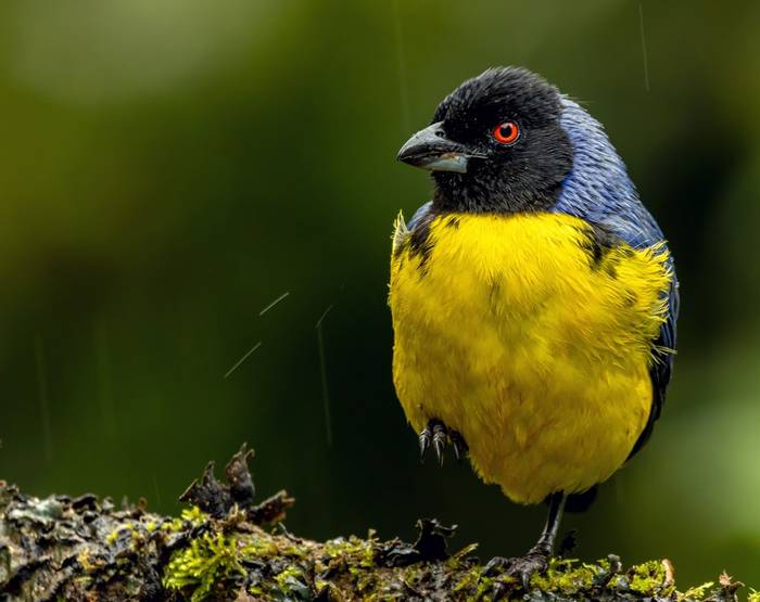Hooded Mountain Tanager © Francisco Munoz