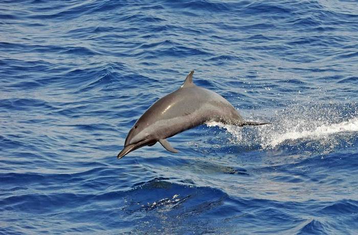 Spotted Dolphin (Chas Anderson)